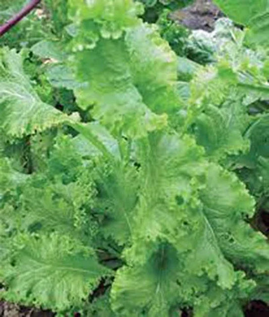 Mustard Greens Seeds, Southern Giant, Heirloom, Non-GMO, Brassica juncea, 500 Seeds