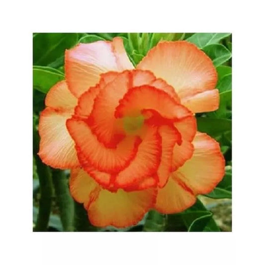 Orange Desert Rose Seeds - Adenium Obesum Perennial Flower Seeds for Gardening, 4 Pack