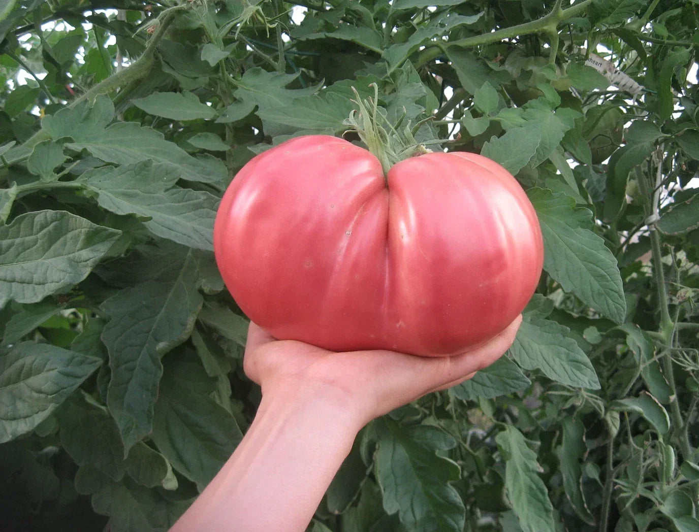 German Giant Tomato Seeds - 10+ Non-GMO Organic Heirloom Seeds for Home Gardening - Solanum lycopersicum