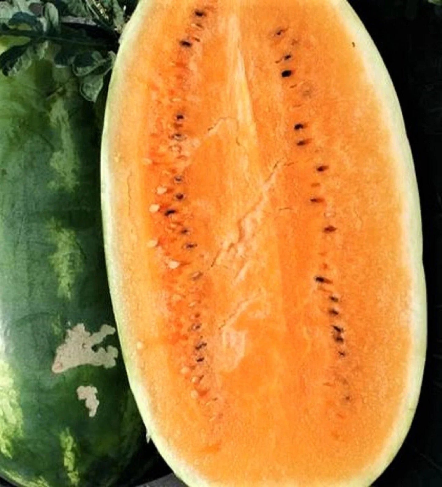 Tendersweet Orange Watermelon Seeds - 25 Non-GMO Citrullus lanatus for Home Garden, Juicy Fruit, Easy to Grow