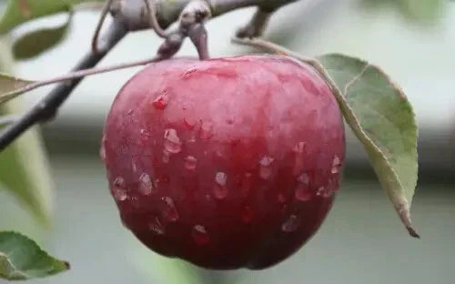 Almata Apple Seeds - 25+ Non-GMO Garden Planting Pack - Malus domestica for Home Orchard and Fruit Harvest
