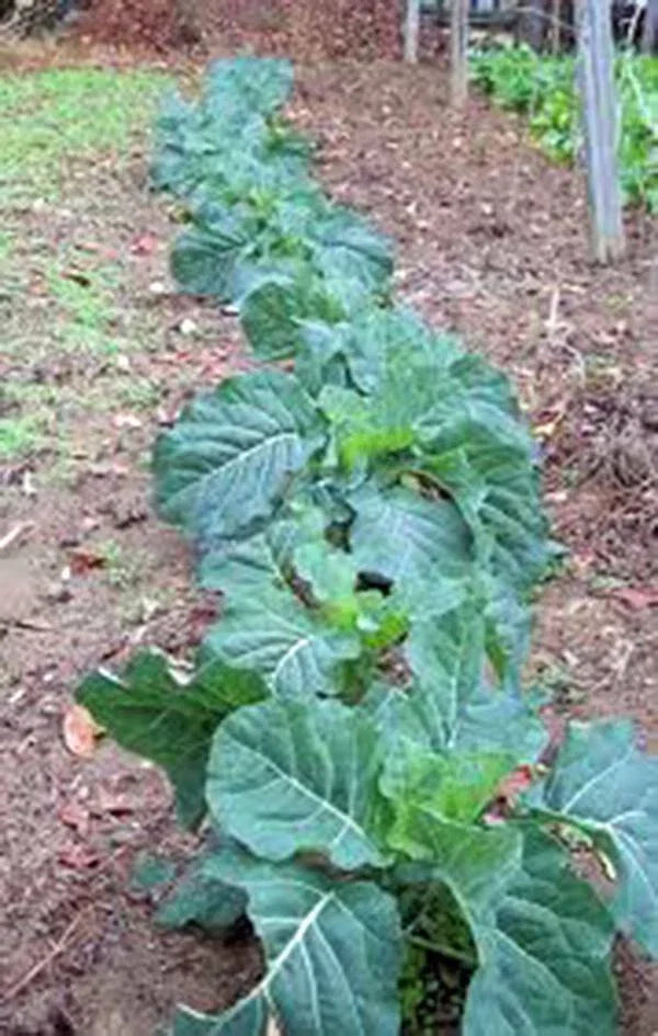 Collard Green Seeds 500 Count Heirloom Non-GMO Brassica oleracea Champion Greens for Organic Garden