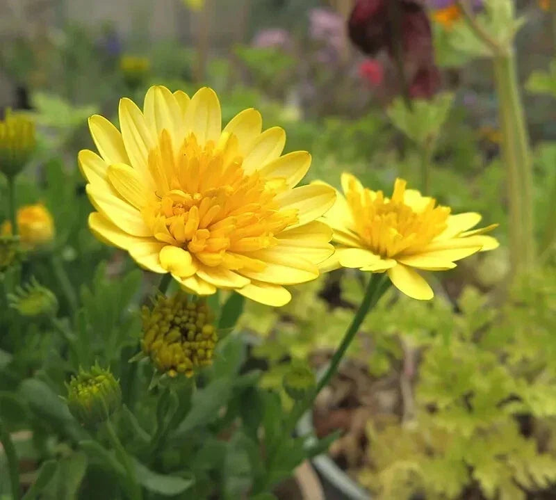 Cape Daisy Seeds - 50+ Yellow Osteospermum ecklonis for Garden Planting, Bright Blooms, Easy to Grow, Pollinator Attractant, USA
