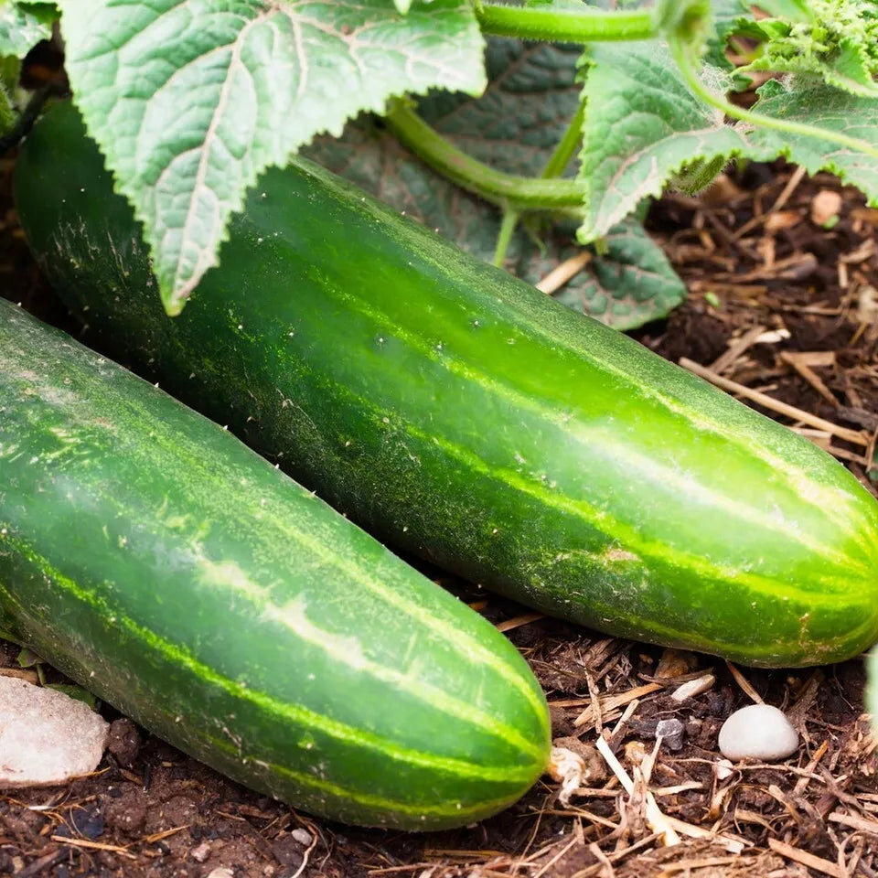 Ashley Long Cucumber Seeds – Heirloom, Organic, Non-GMO, Pack of 50+ Cucumis sativus for Salad and Pickling