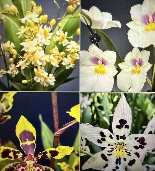Orchid Plant Bulb Bare Root Oncidium & Miltonia Variety for Gardening, Exotic Flowering Plants