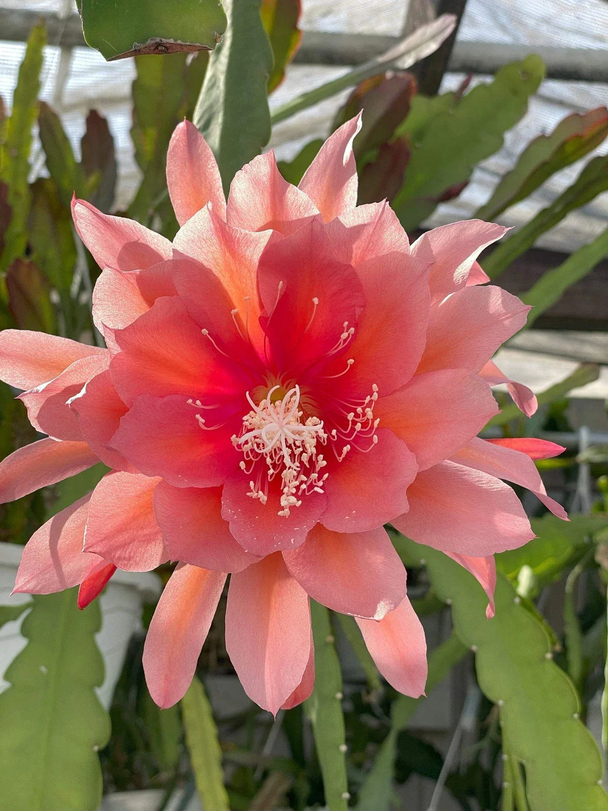 Epiphyllum 'Southern Charm' Fully-Rooted Starter Pot | Tropical Cactus Houseplant | Epiphyllum oxypetalum Indoor Garden
