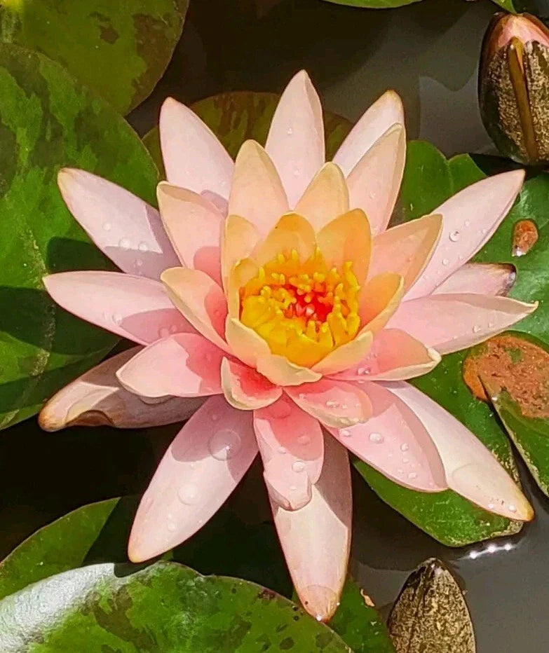 Water Lily Plant with Peach Orange Blooms – Nymphaea Koi Pond Flower Root for Water Garden and Pond Decor