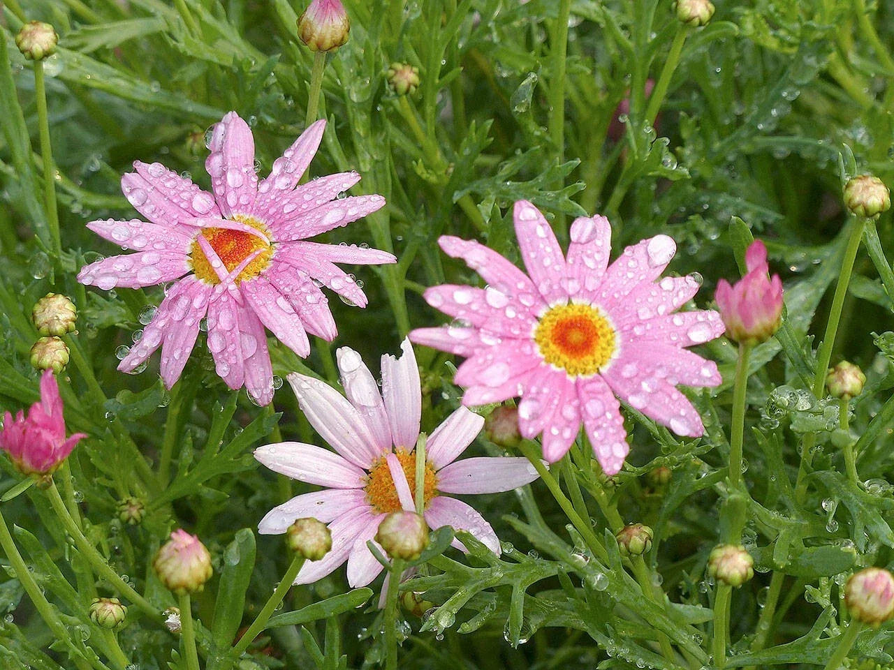 Pink Marguerite Daisy Seeds - 200+ Count, Argyranthemum frutescens, Perennial Garden Planting, Butterfly Attracting, Non-GMO Seed Packet