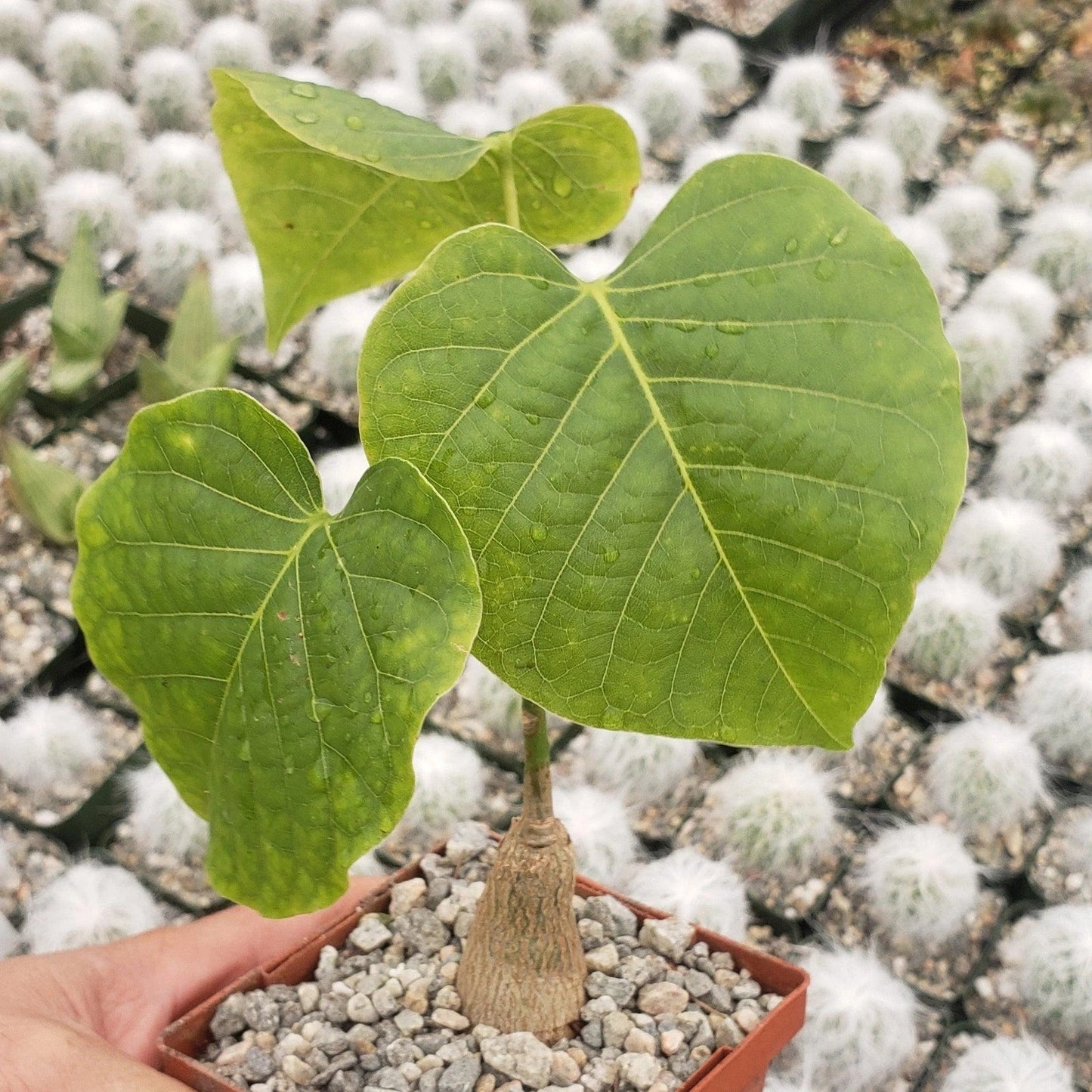 Shaving Brush Tree Plant Pseudobombax ellipticum Live Succulent Indoor Outdoor Decor Unique Greenery
