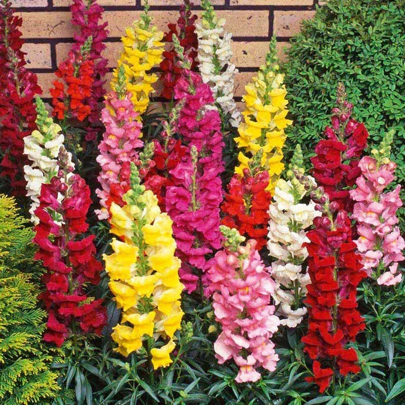 Snapdragon Flower Seeds Pack of 15 | Antirrhinum majus | Vibrant Garden Blooms | Easy to Grow