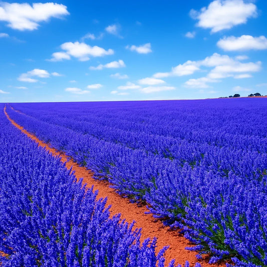 Lavender Seeds 1200 Pack, Lavandula angustifolia, Perennial Herb, Natural Mosquito Repellent, Purple Blooms, Garden, Insect Control