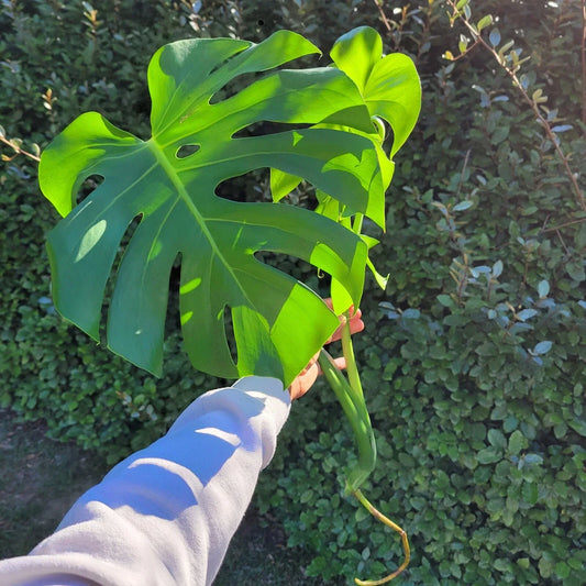 Large Monstera Deliciosa Rooted Cutting, Tropical Indoor Plant, Swiss Cheese Plant, Live Houseplant for Home Decor