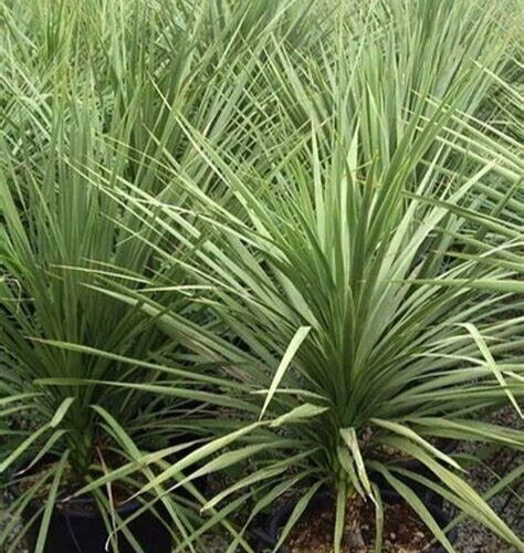 Dracaena Spikes Seeds - 25 Pack, Indoor/Outdoor Gardening, Dracaena Fragrans, Easy Care Houseplant Seeds