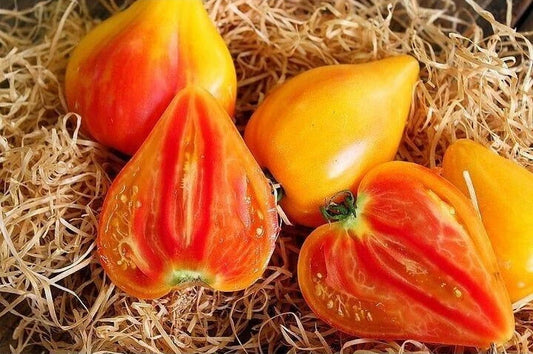 Orange Oxheart Tomato Seeds - Heirloom Organic Non-GMO, 120+ Rare Solanum lycopersicum Seeds for Home Garden, Container, and Vegetable Garden
