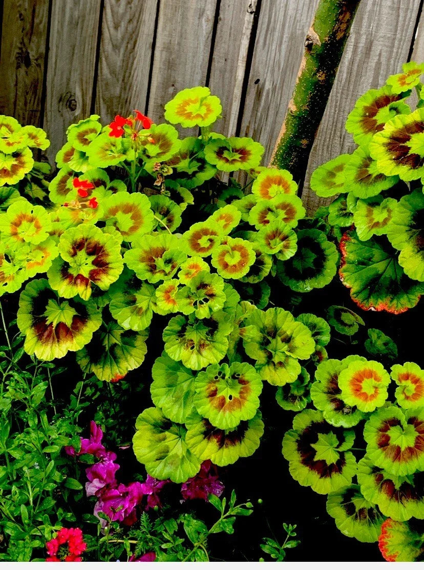 Variegated Geranium Cuttings - 3 Healthy 6-Inch Pelargonium zonale Plants for Indoor & Outdoor Gardens