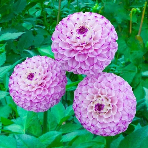 Genova Dahlia Flower Seeds – 25 Perennial Seeds for Vibrant Blooms – Dahlia pinnata – Garden, Border, Container Planting