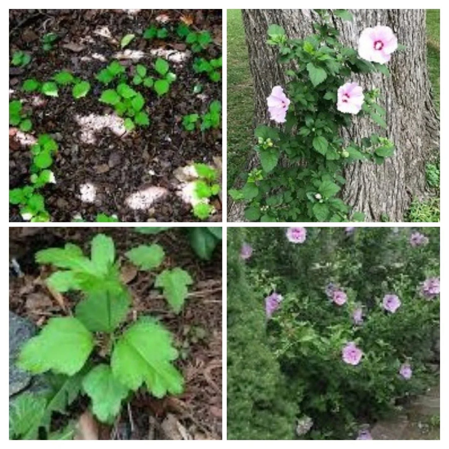 12 Live Rose of Sharon Hibiscus Bushes, Starter Plants, Hardy Perennial Hibiscus syriacus, Fast Growing Garden Plants