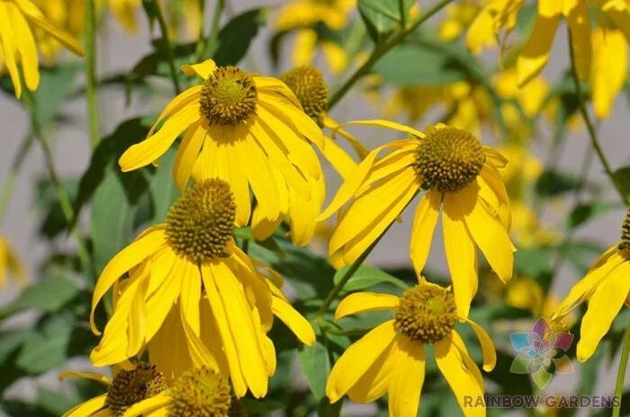 Cutleaf Coneflower Seeds - Rudbeckia laciniata Perennial Garden Seeds, Native North American Wildflower, Easy to Grow, 200+ Pack