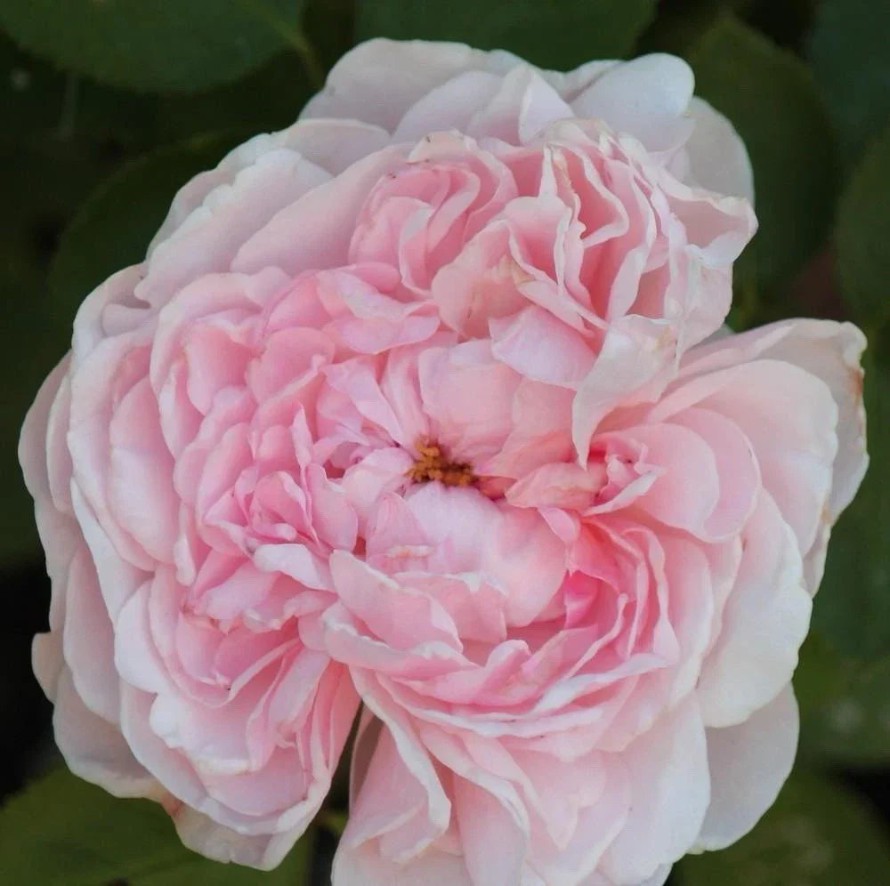 Climbing Rose Cuttings – 3 Fresh 6” Unrooted Rosa spp. for Garden Propagation, Fragrant and Elegant Climbing Roses