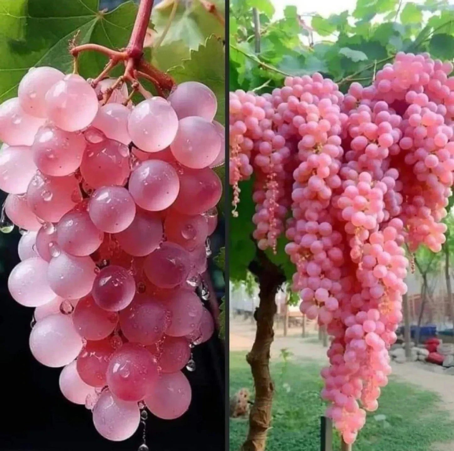 Super Rare Organic Japanese Koshu Grape Cuttings – Vitis vinifera Rooting & Grafting Cuttings for Cultivating Unique Japanese Wine Grape