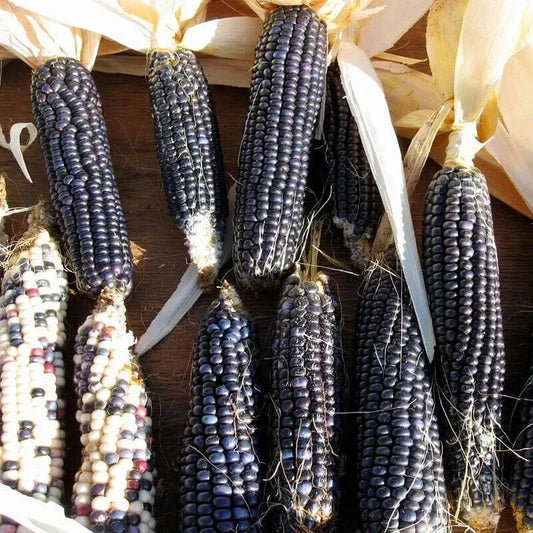 Hopi Blue Corn Seeds - Heirloom Non-GMO Zea mays indurata Native American Variety Pack of 50