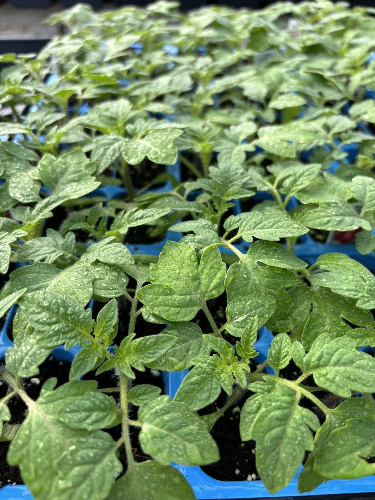 Lot of 2 Rare Old German Tomato Live Plants, Heirloom Solanum lycopersicum, 6-10 inches, Non-GMO, Full Sun, Garden or Pot Cultivation