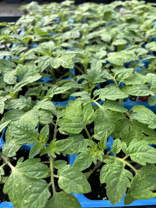Lot of 2 Rare Old German Tomato Live Plants, Heirloom Solanum lycopersicum, 6-10 inches, Non-GMO, Full Sun, Garden or Pot Cultivation
