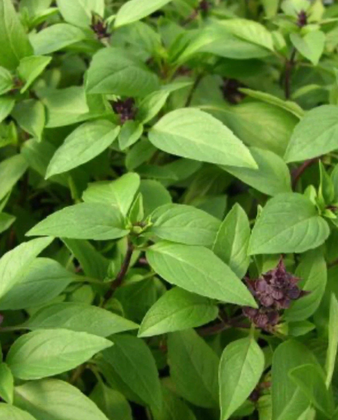 Thai Basil Seeds - 100+ Non-GMO Herb Seeds for Culinary & Garden - Ocimum basilicum