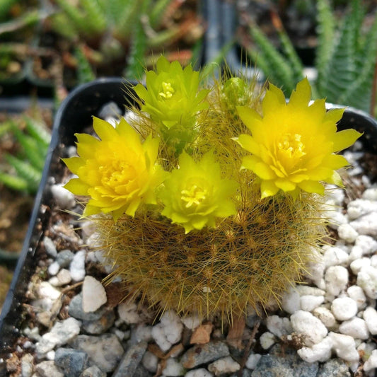 Notocactus Graessneri Flaviflorus Cactus Plant | Live Succulent with Yellow Flowers | Easy Care Spiny Cacti