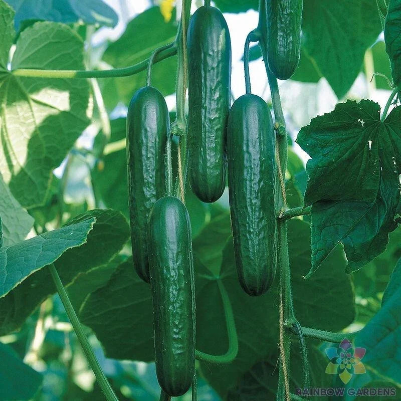 Socrates Cucumber Seeds - 25+ Non-GMO, Vining, Cucumis sativus for Garden Planting, Full Sun, USA Grown, Pack of 25+ Seeds