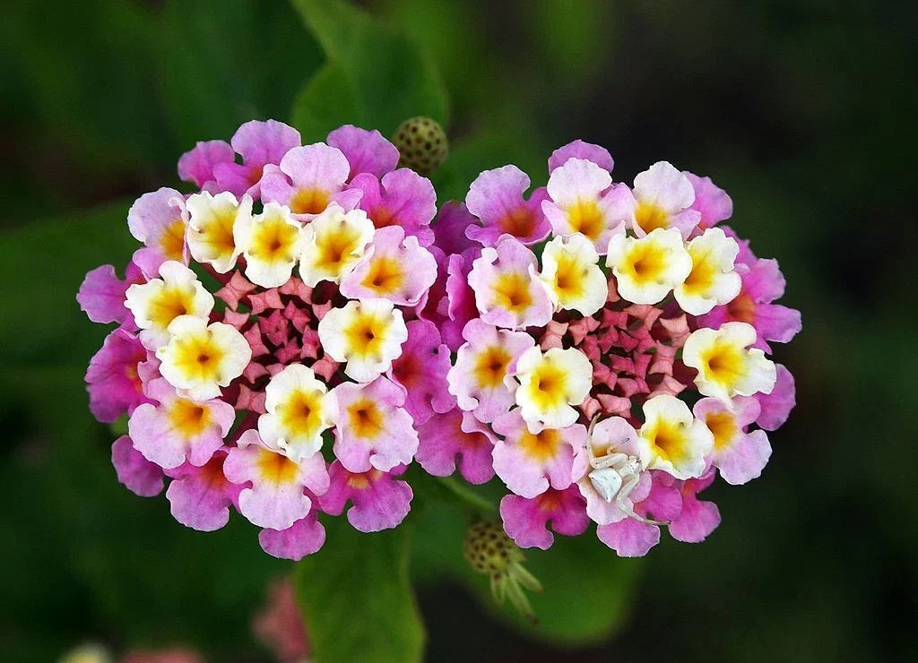 Verbena Ham & Eggs Seeds, Lantana camara, Heirloom Variety, 30+ Seeds for Gardens, Containers, Pollinator Attractant