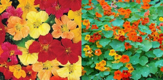 Nasturtium Seeds Tall Mixed Colors Edible Flowers Non-GMO Pack of 50 Tropaeolum majus