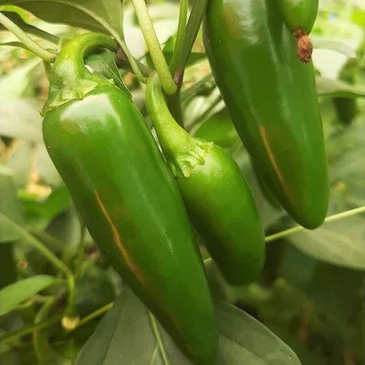 Jalapeno Pepper Seeds - 100+ Count, Medium Heat, Capsicum annuum, for Salsas & Cooking, Home Garden, Non-GMO Seed Packet