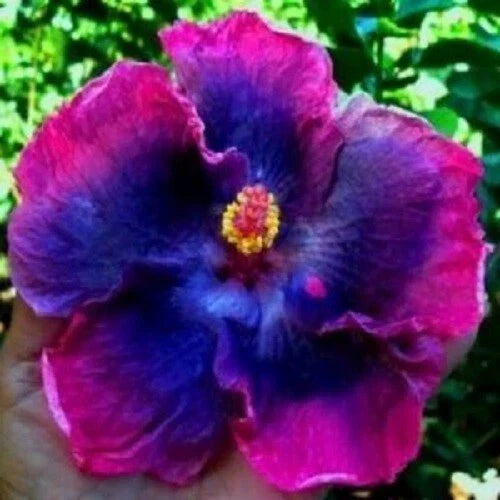 Pink Blue Hibiscus Seeds - Perennial Tropical Flower Seeds Hibiscus rosa-sinensis for Gardens & Containers