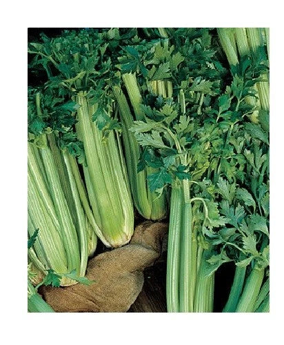 Celery Seeds - 300 Count - Tall Utah 52-70 Heirloom, Organic, Cold Hardy, Apium graveolens var. dulce