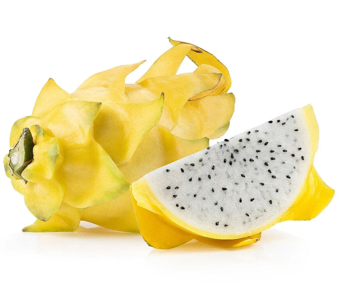 Yellow Dragonfruit Seeds - 10+ Pack | Hylocereus megalanthus | Exotic Cactus for Home Garden & Urban Farming