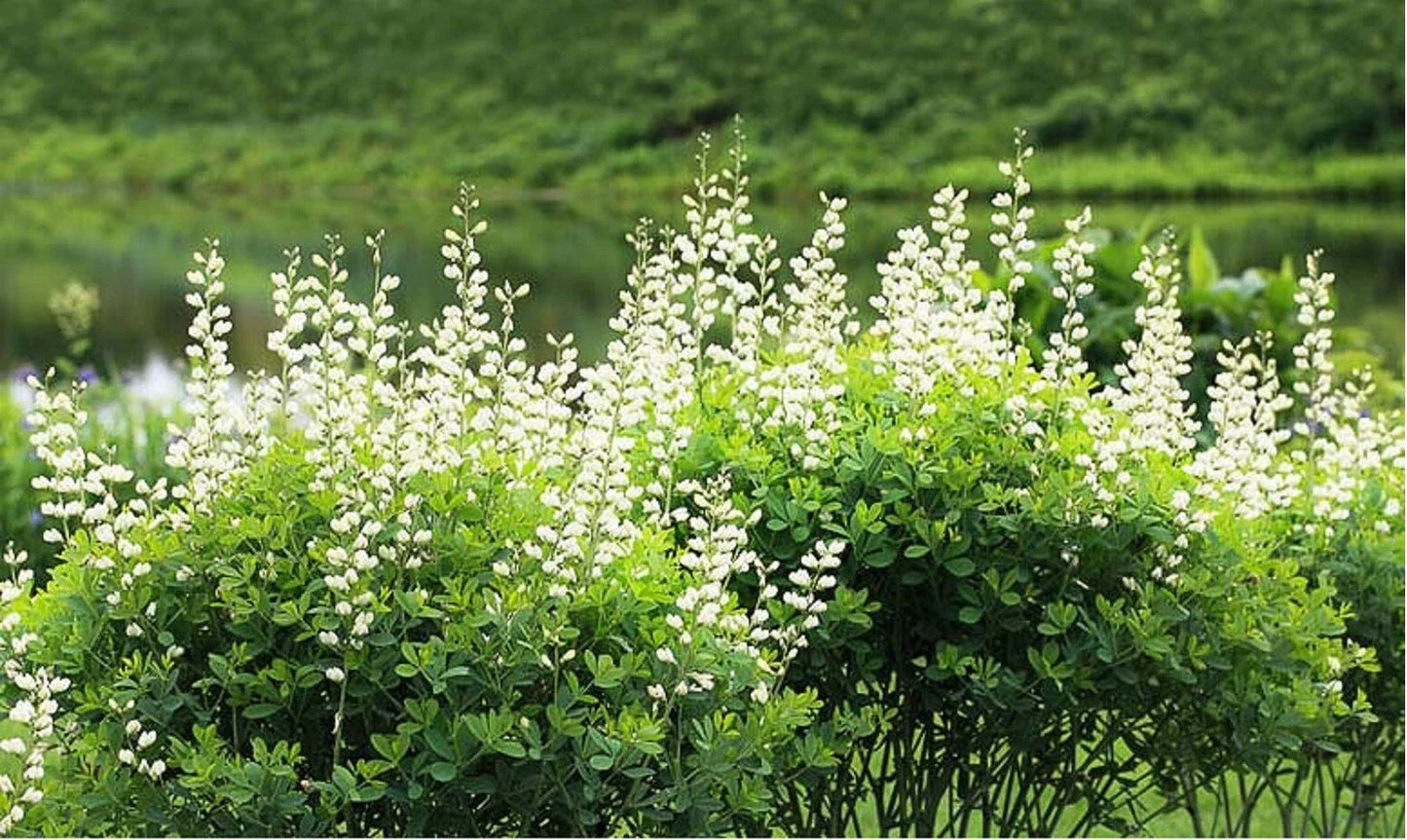 White Wild Indigo Seeds | Baptisia Alba | Native Perennial Wildflower for Gardens & Pollinator Support