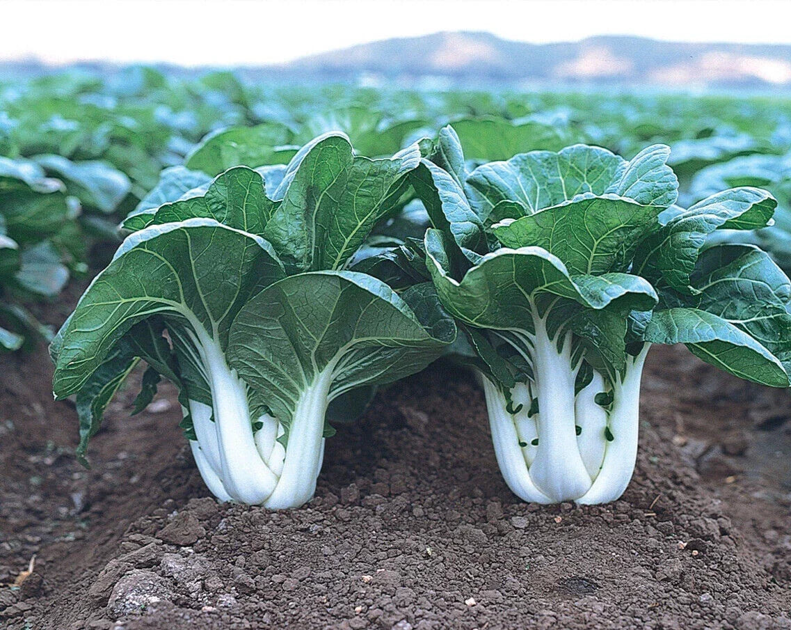 Baby Canton Milky White Pak Choi Seeds – 200+ Brassica rapa subsp. chinensis Chinese Cabbage for Home Gardening
