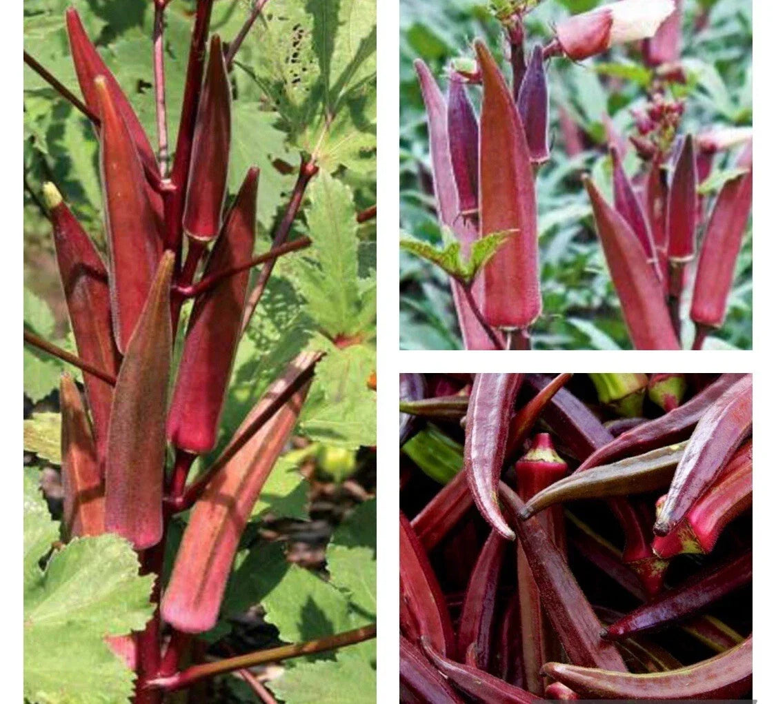 Red Burgundy Okra Seeds - Heirloom Non-GMO Abelmoschus esculentus Pack of 50+ for Garden, Full Sun, Easy to Grow