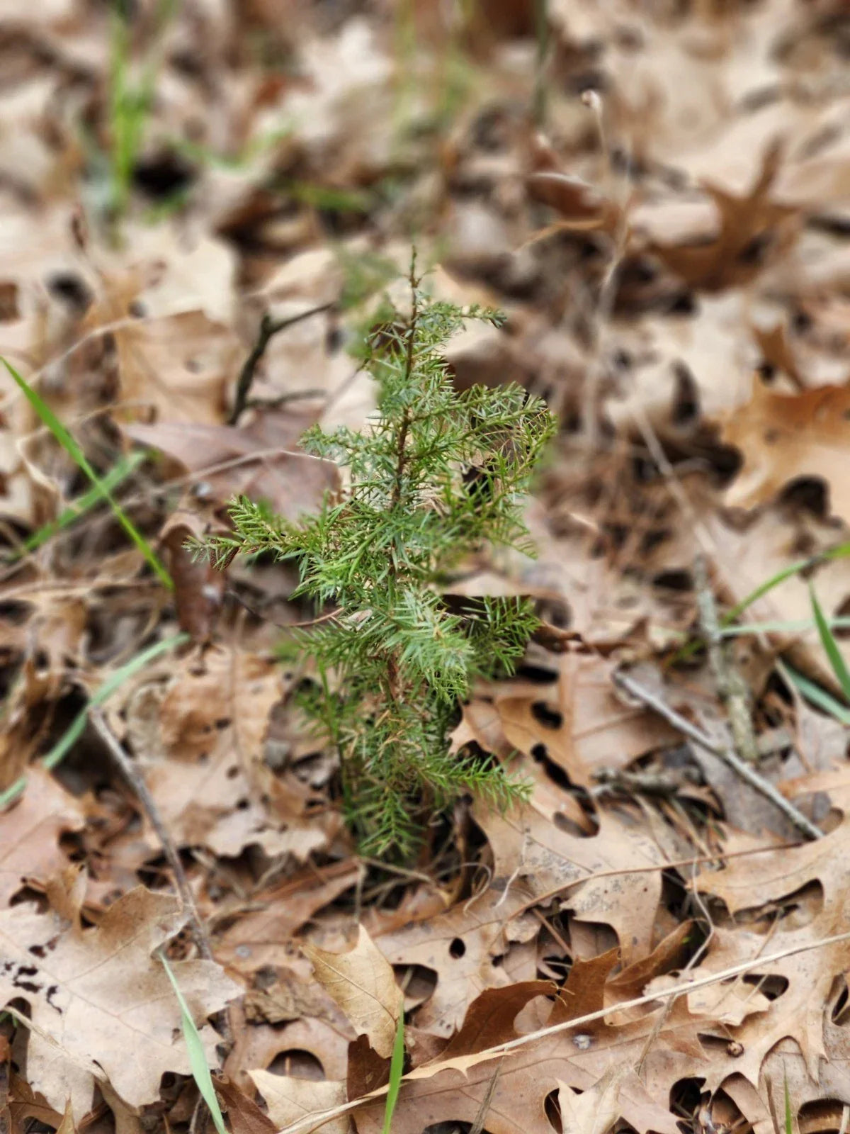 Eastern Red Cedar Seedlings - Bare Root 5-8+ Inches - Juniperus Virginiana Native Tree Plants for Landscaping