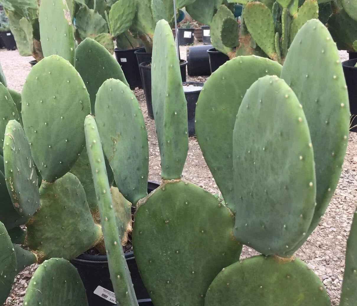 Spineless Prickly Pear Cactus Plant – Opuntia cacanapa – Succulent with Edible Nopales – Hardy Drought-Tolerant Indoor or Outdoor Plant