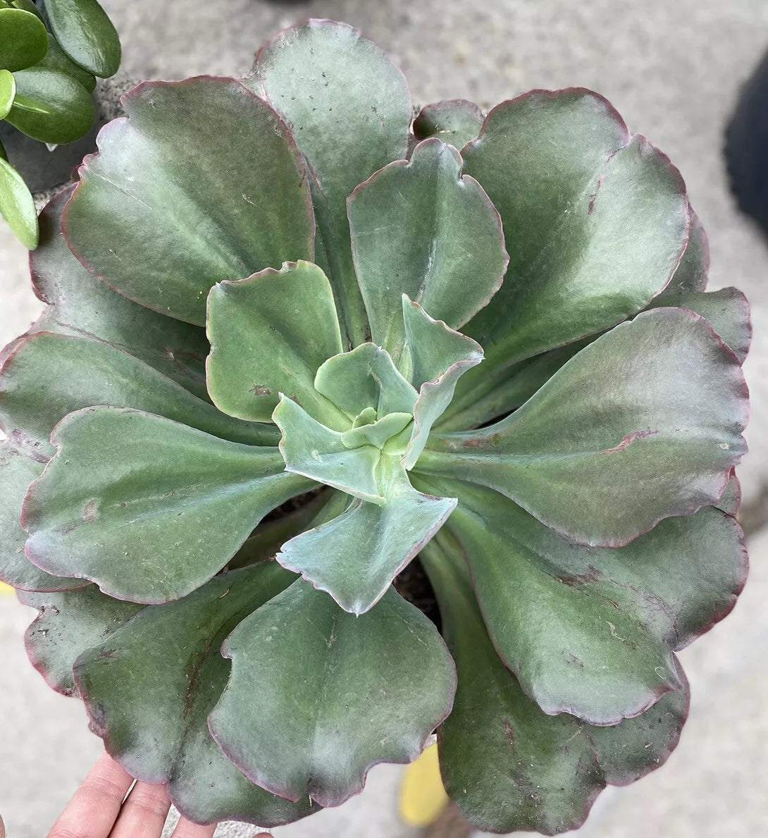 Echeveria ‘Blaze’ Succulent Plant - 5 Inch Rosette, Colorful Red and Green Foliage, Indoor/Outdoor Garden, Echeveria elegans x agavoides