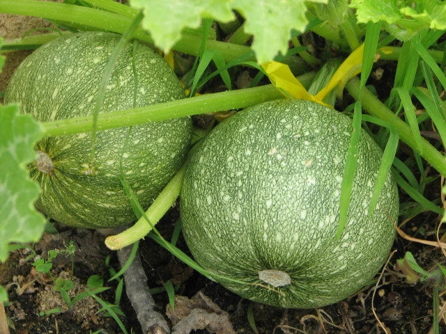 Round Zucchini Seeds - Heirloom Cucurbita pepo, Bush-Type, Non-GMO, Perfect for Home Gardens & Containers