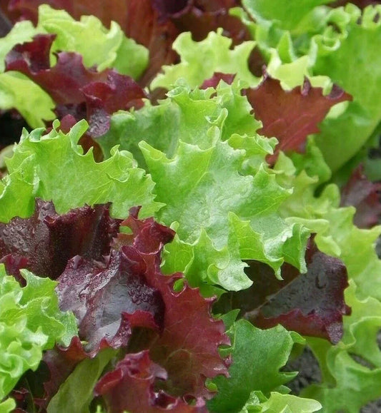 Gourmet Salad Blend Lettuce Seeds 500+ Count, Heirloom Greens, Fresh Leafy Vegetables, Lactuca sativa