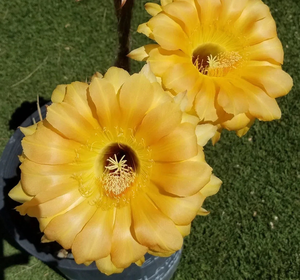 Echinopsis Hybrid Blooming Cactus | Rooted Offset | Colorful Flowers | High Noon | Succulent Plant