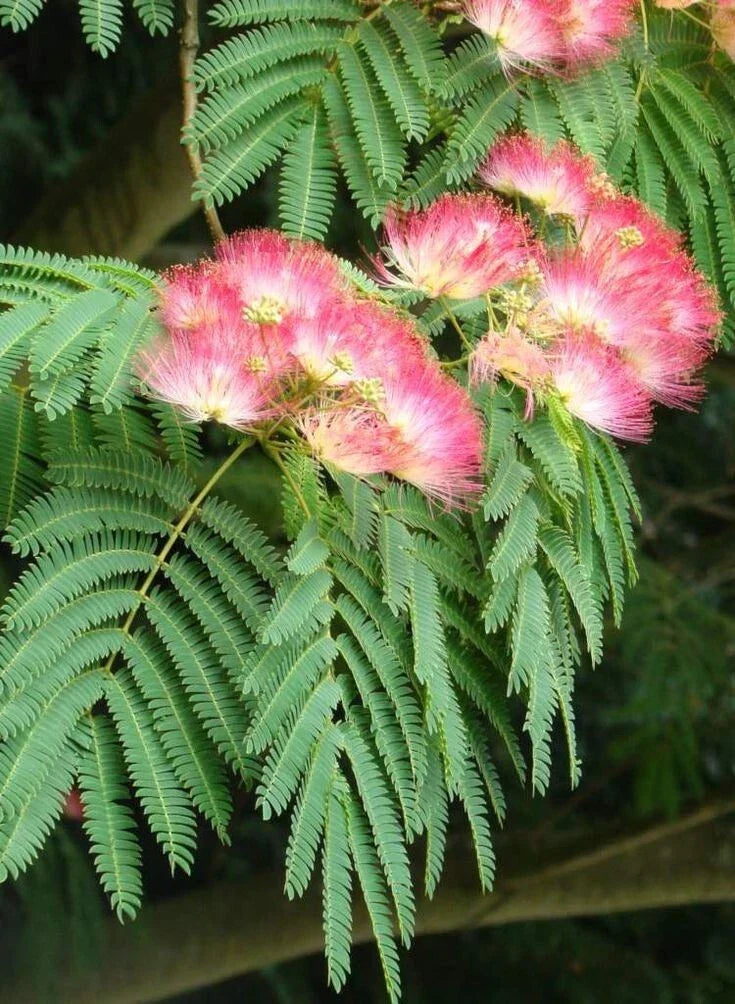 Silk Mimosa Tree Seedlings 2 Pack – Fragrant Pink Flowers, Albizia Plants, Live Starter Plants for Garden Landscaping