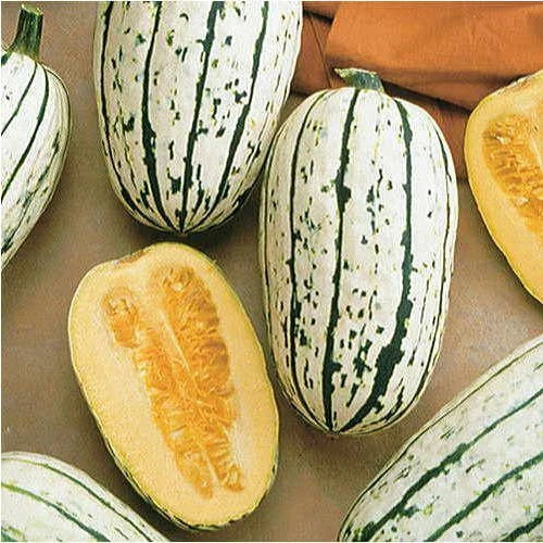 Delicata Squash Seeds | Heirloom Non-GMO Cucurbita pepo Vegetable Gardening Seeds for Roasting and Baking