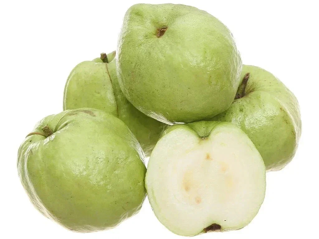 50+ White Seedless Guava Seeds for Planting - Crystal Variety - Psidium guajava - Indoor & Outdoor Gardening