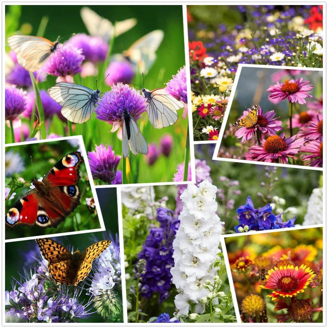 Wildflower Seeds 2oz Mixed Perennial & Annual Seeds for Gardens and Pollinators, Over 50,000 Seeds, Easy to Grow, Vibrant Wildflower Mix