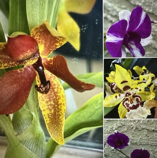Mixed Orchid Bulb Collection – 10 Premium Bate Root Divisions for Indoor Gardening – No Pot, Easy to Grow, Phalaenopsis & Dendrobium Varieties